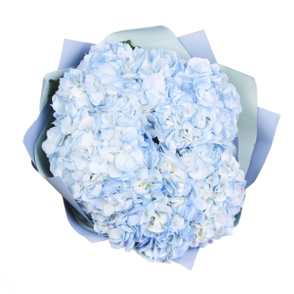 Букет из 5 голубых гортензий в пленке