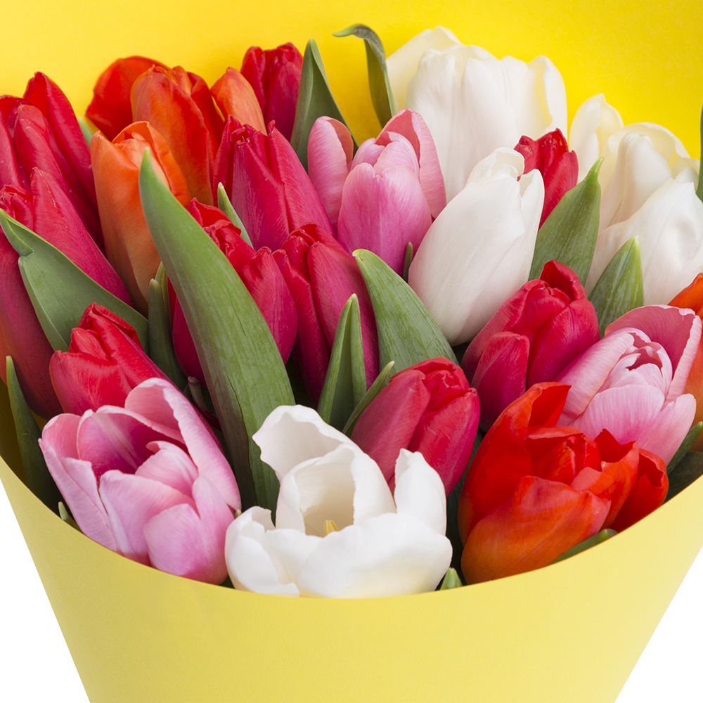 21 разноцветный тюльпан