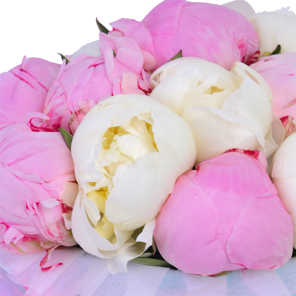 Букет из 11 разноцветных пионов в голубой шляпной коробке