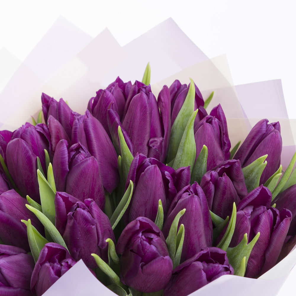 21 сиреневый тюльпан