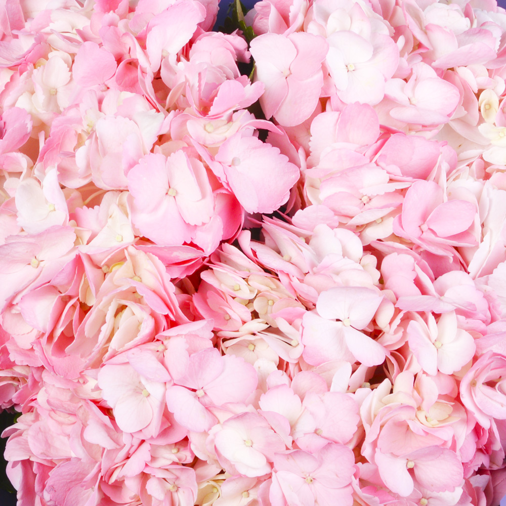 Букет из 3 розовых гортензий в пленке