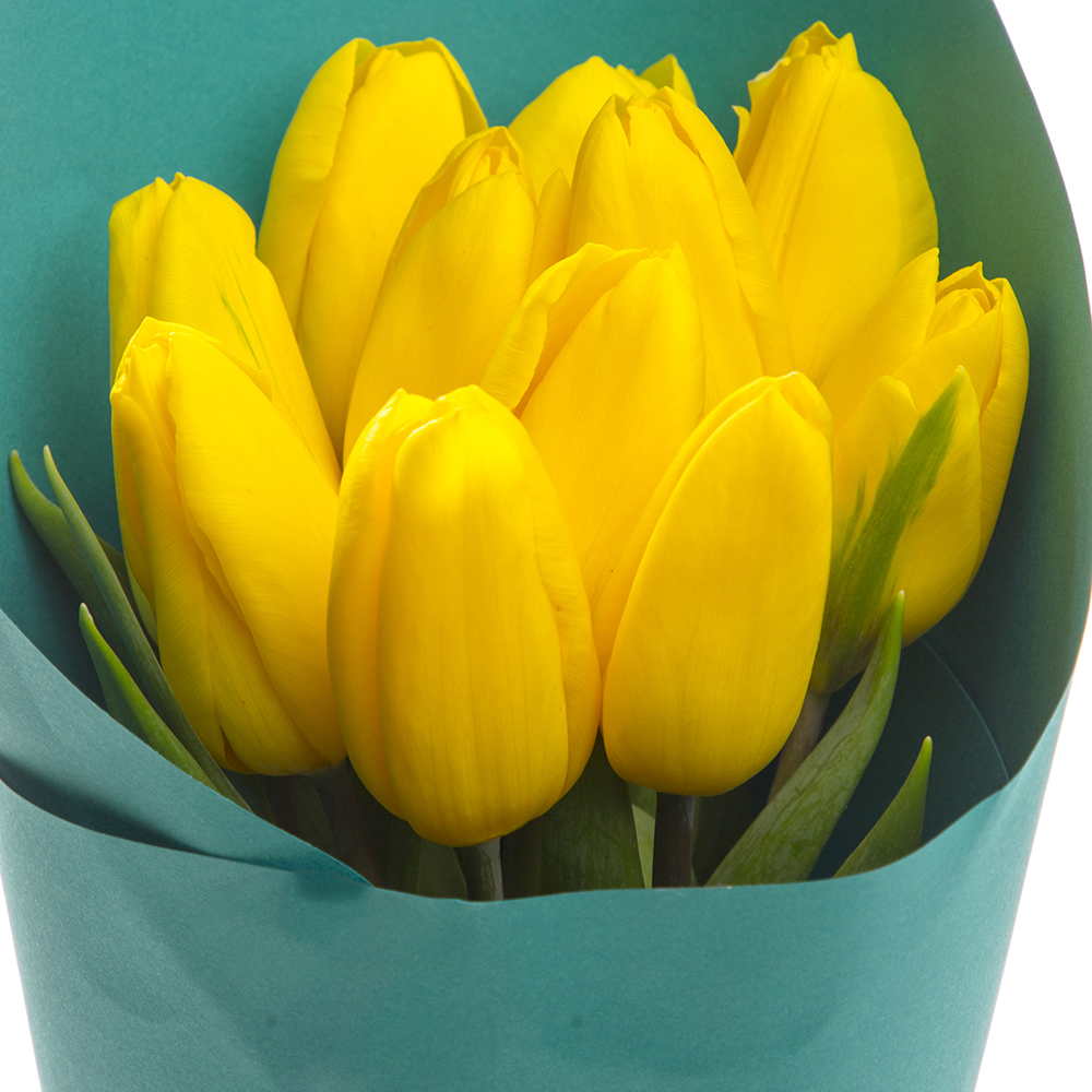 11 желтых тюльпанов