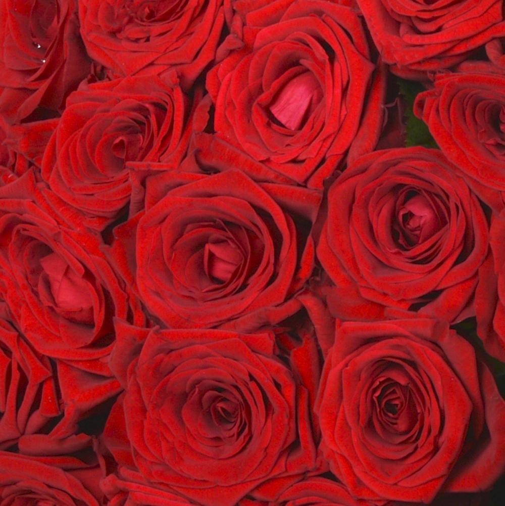 21 красная роза Premium 40 см