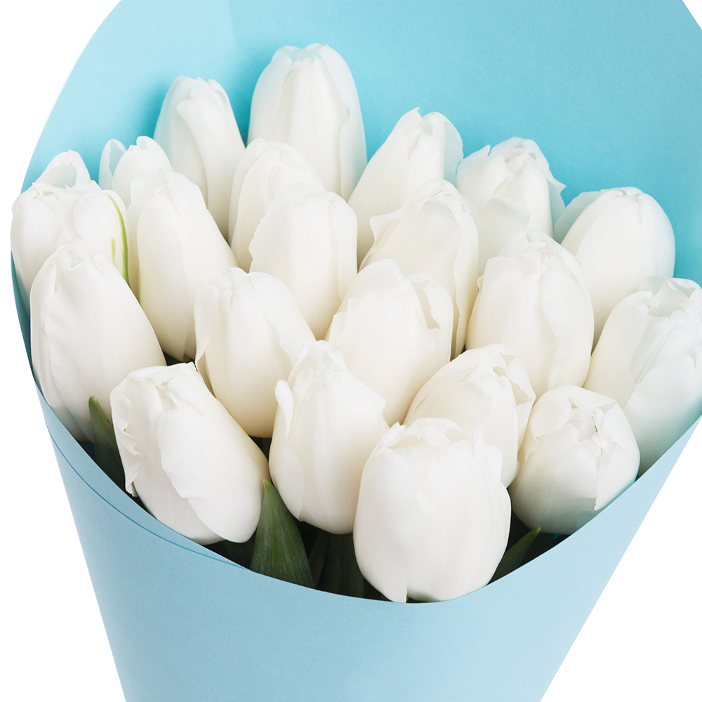 21 белый тюльпан