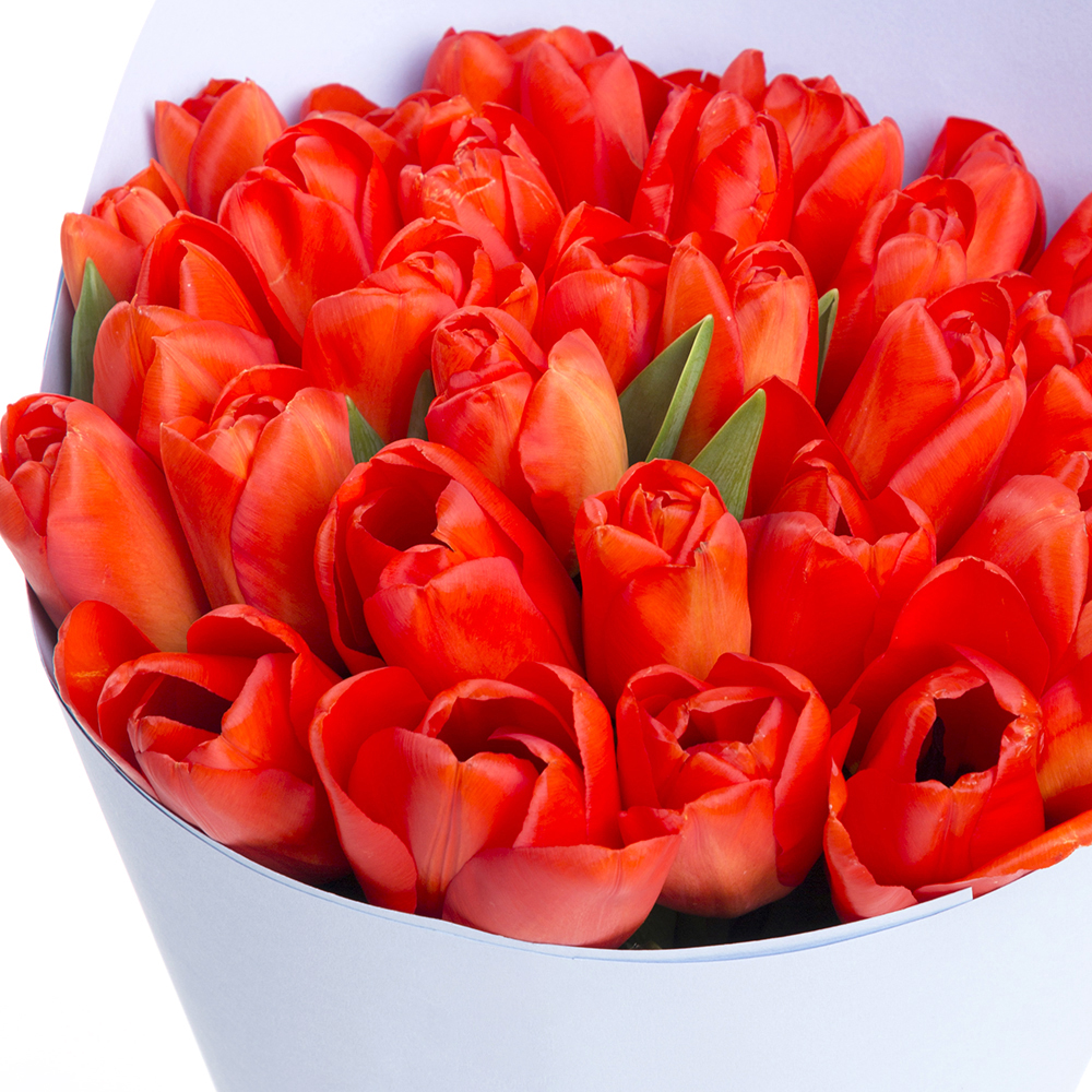 31 оранжевый тюльпан