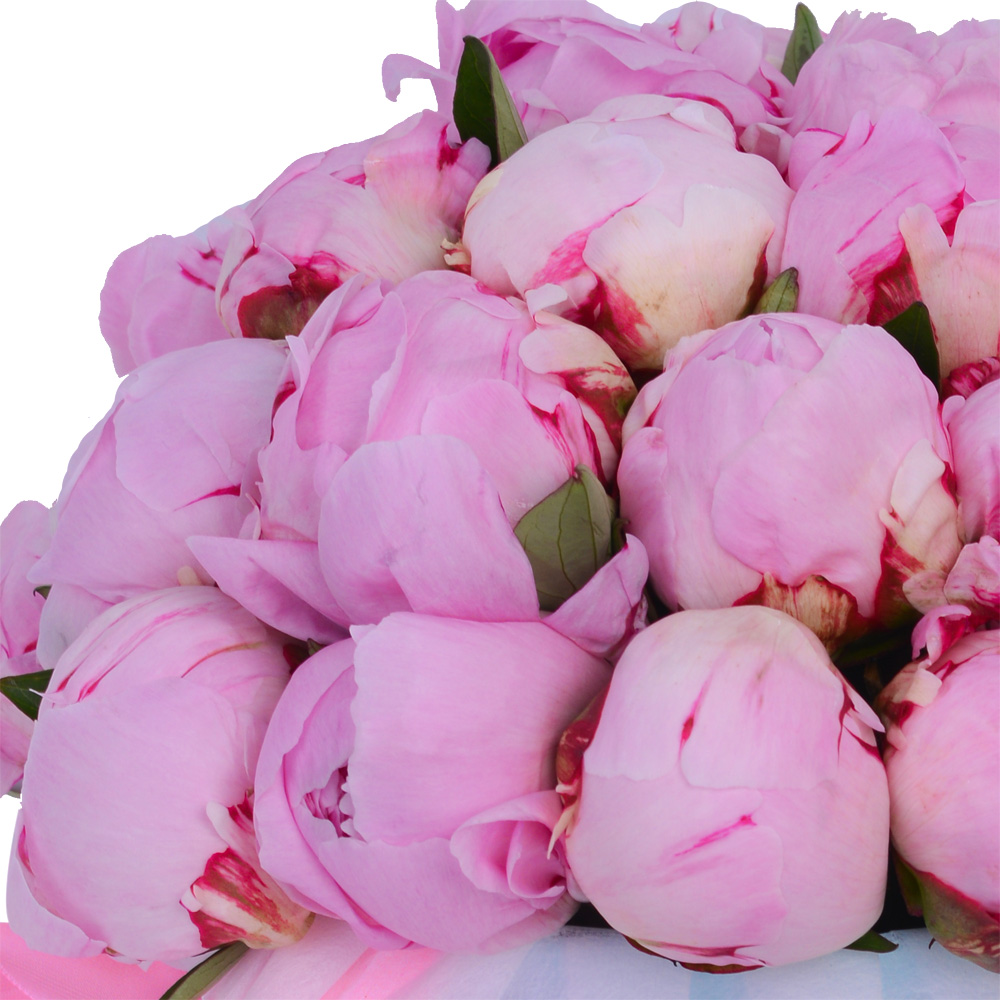 Букет из 25 розовых пионов в голубой шляпной коробке