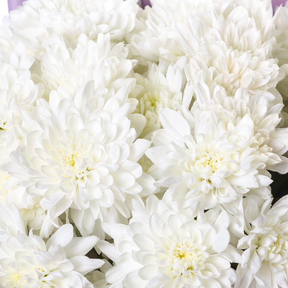 Букет из 7 белых хризантем