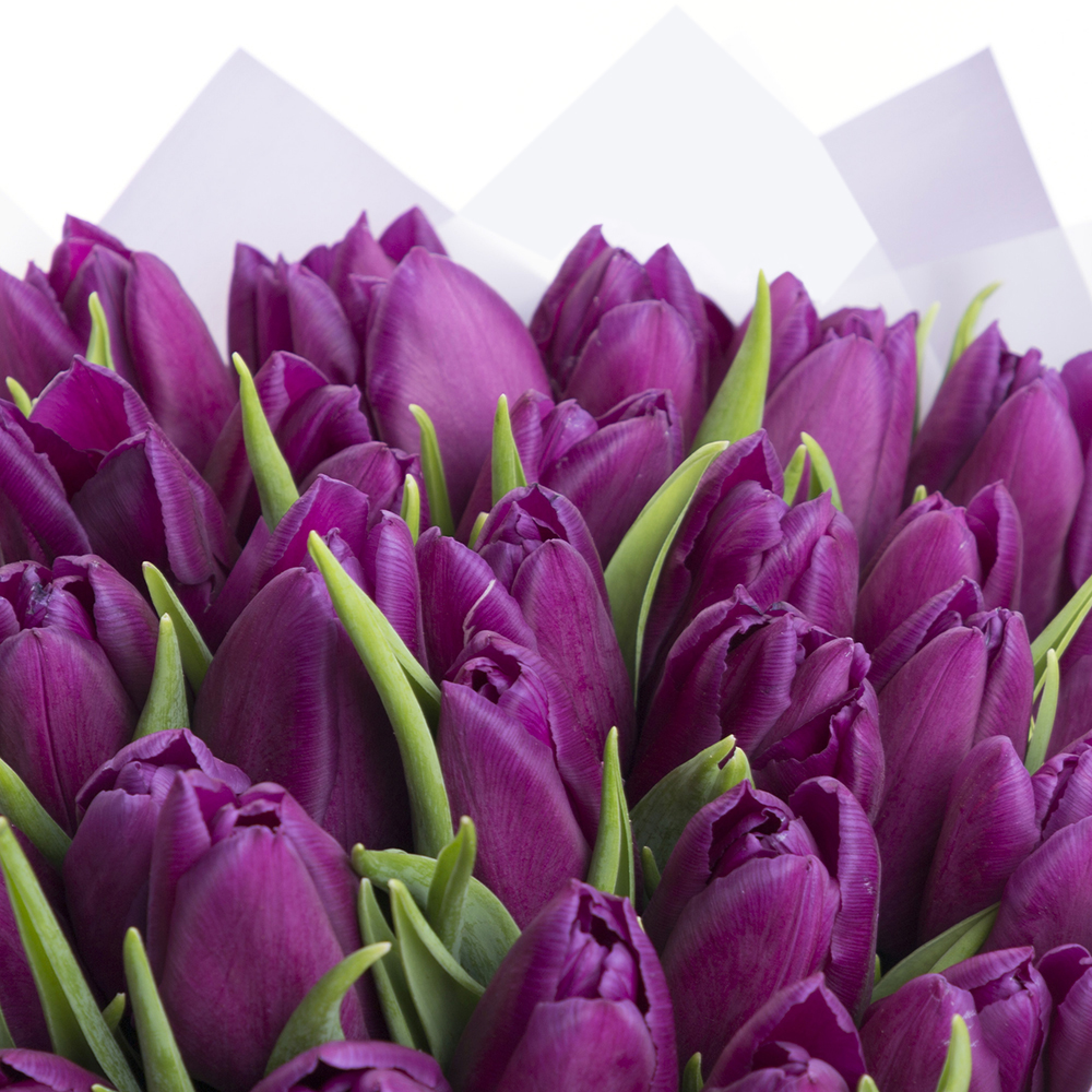 31 сиреневый тюльпан