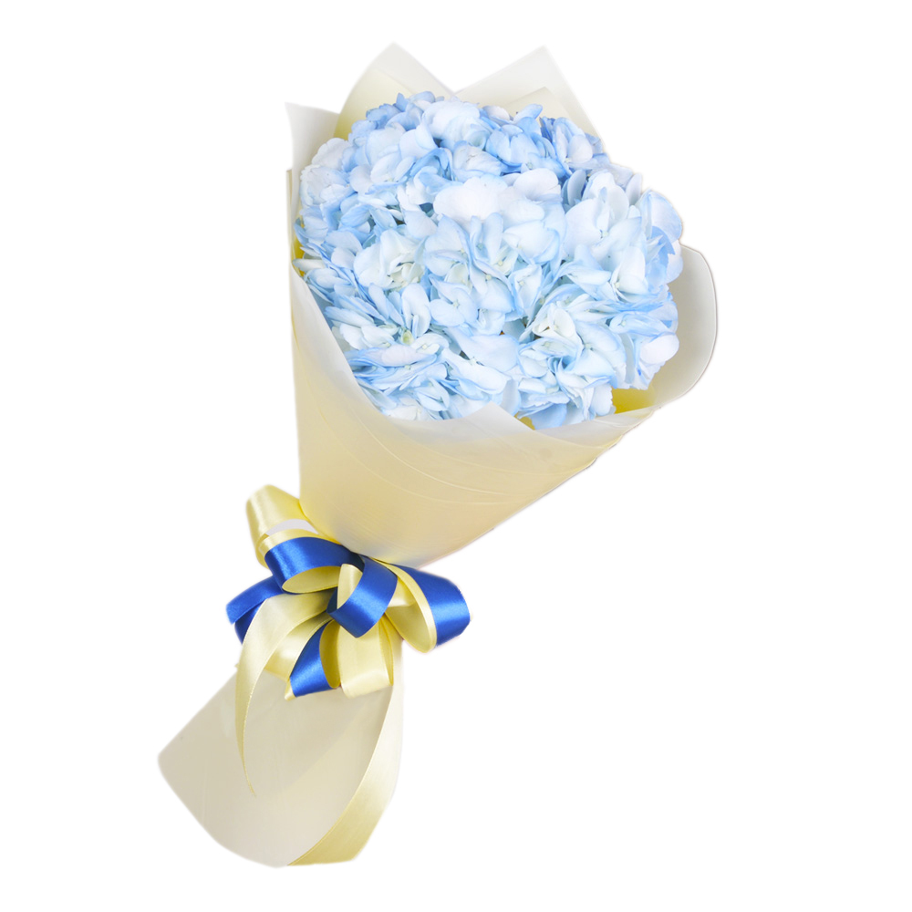 1 голубая гортензия