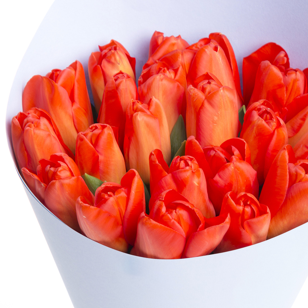 21 оранжевый тюльпан