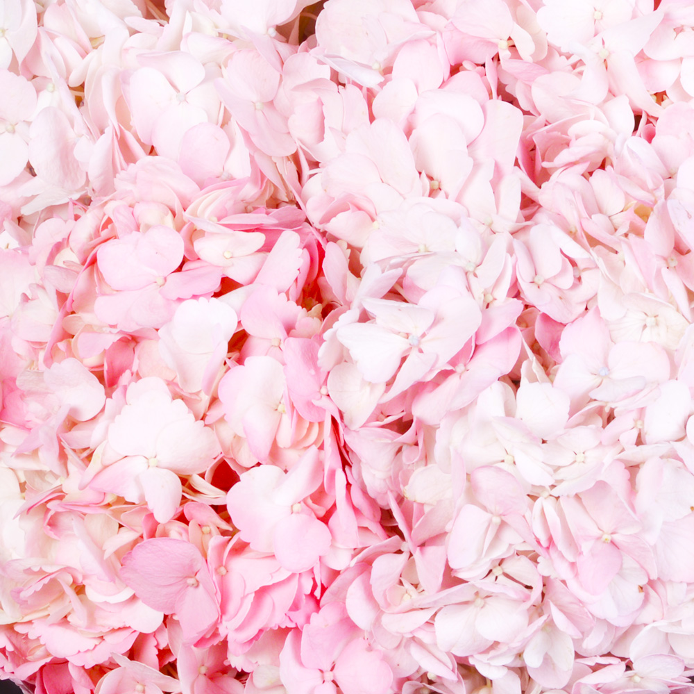 Букет из 5 розовых гортензий