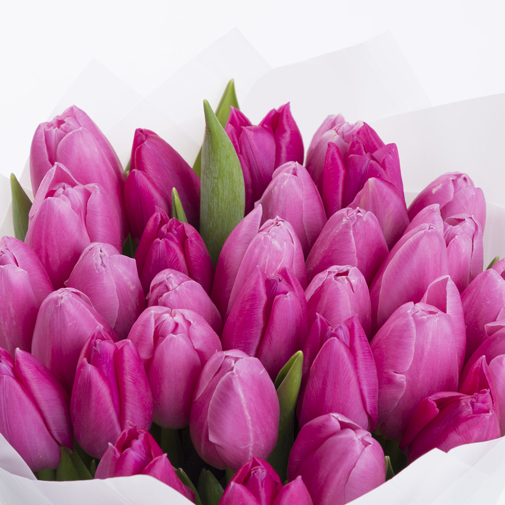 31 розовый тюльпан