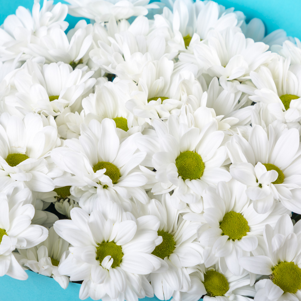 Букет из 9 белых хризантем