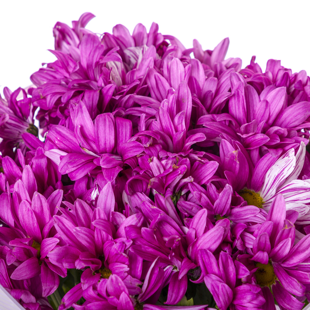 Букет из 7 фиолетовых хризантем