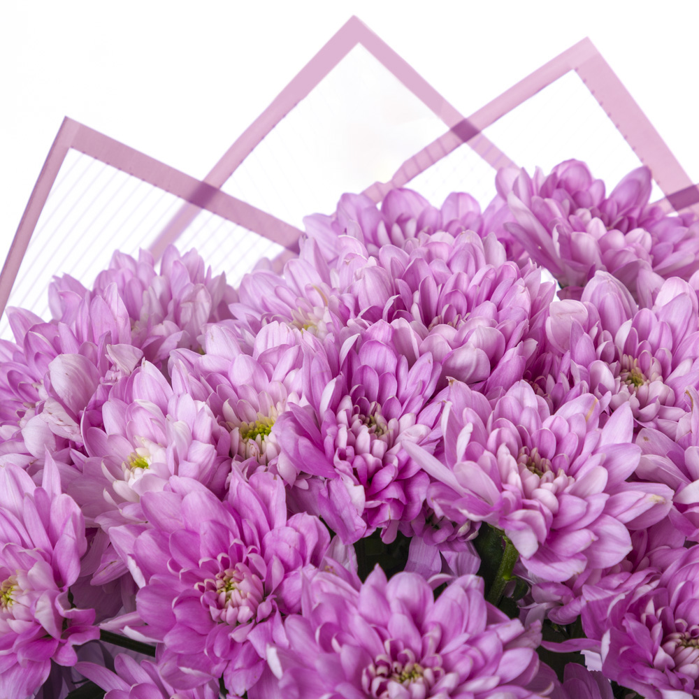 Букет из 5 фиолетовых хризантем в пленке