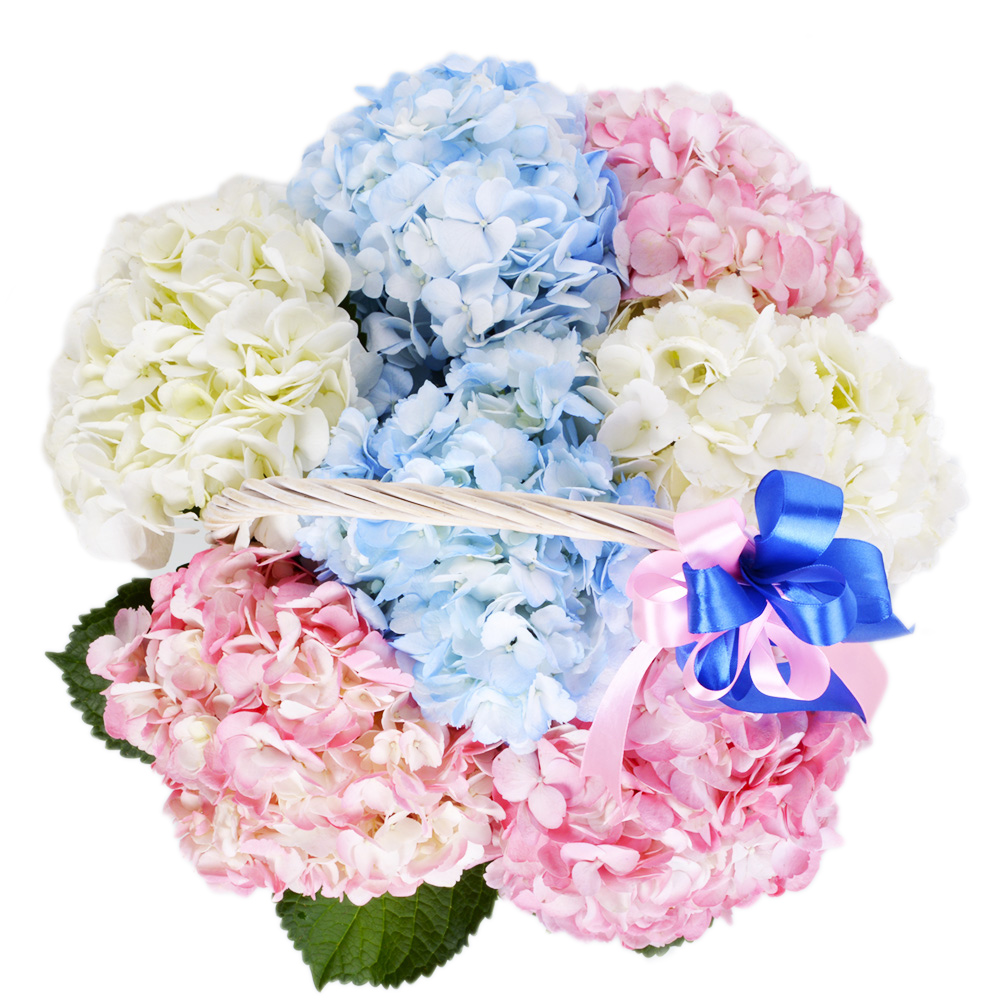 Корзина 7 Гортензий