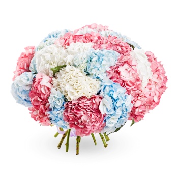 Букет из 25 разноцветных гортензий