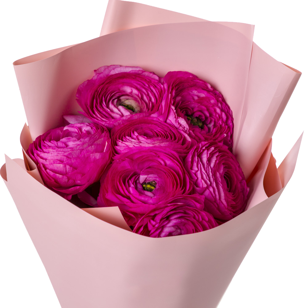 Букет из 7 малиновых ранункулюсов