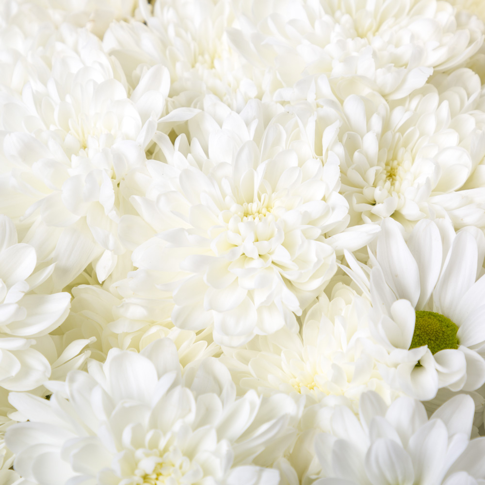 Букет из 19 белых хризантем