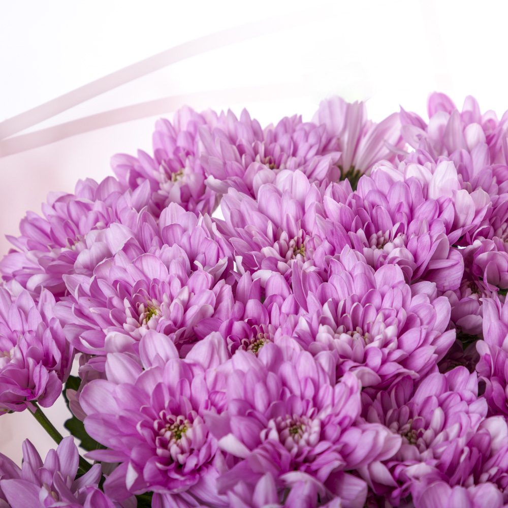 Букет из 7 сиреневых хризантем